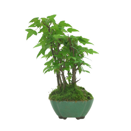 ACER BUERGERIANUM IB94