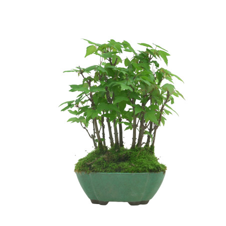 ACER BUERGERIANUM IB94