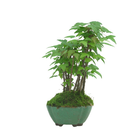 ACER BUERGERIANUM IB94