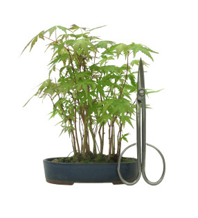 ACER PALMATUM IB53