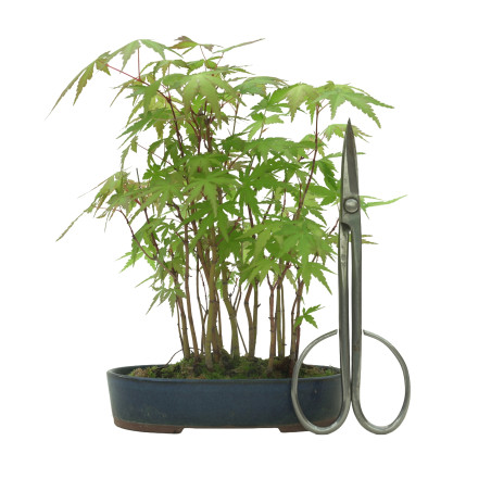 ACER PALMATUM IB53