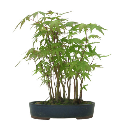ACER PALMATUM IB53