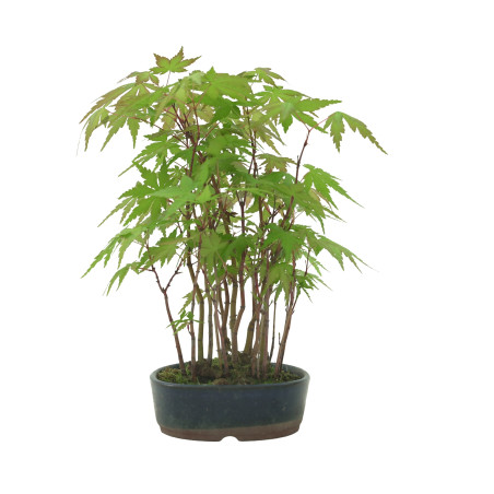 ACER PALMATUM IB53