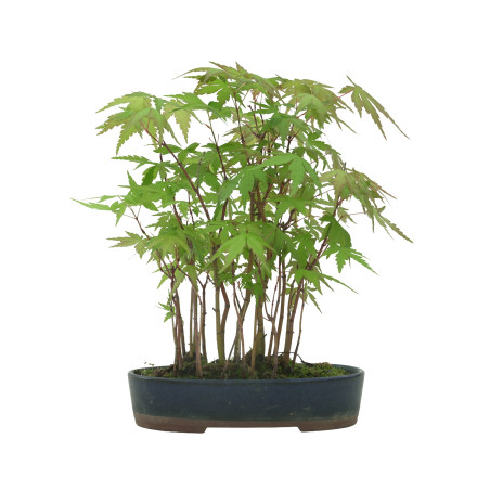 ACER PALMATUM IB53