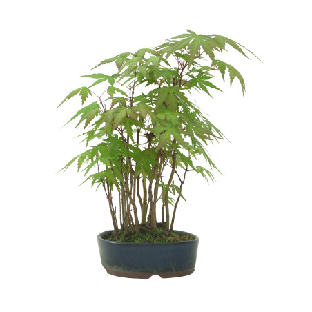 ACER PALMATUM IB53