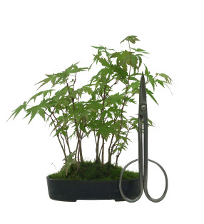ACER PALMATUM IB42