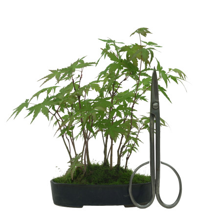 ACER PALMATUM IB42