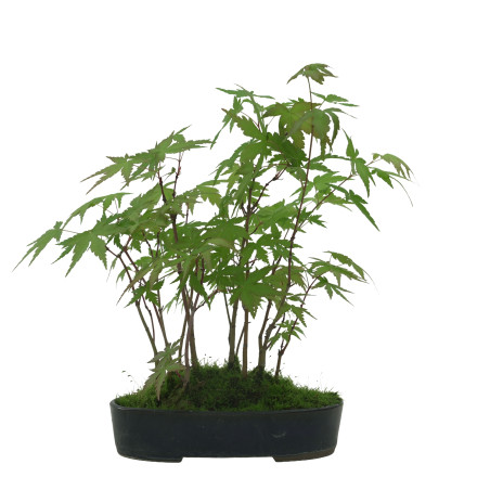 ACER PALMATUM IB42