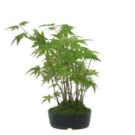 ACER PALMATUM IB42