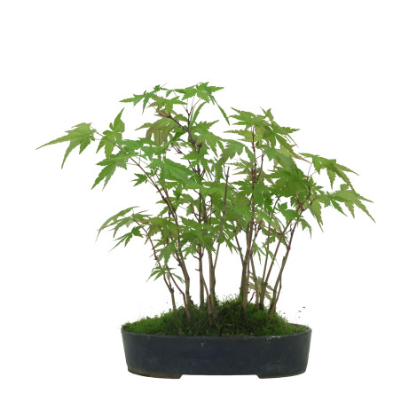 ACER PALMATUM IB42