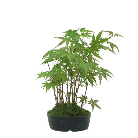 ACER PALMATUM IB42