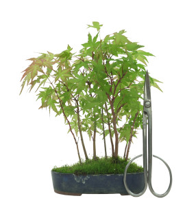 ACER PALMATUM IB41
