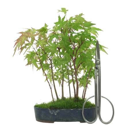 ACER PALMATUM IB41