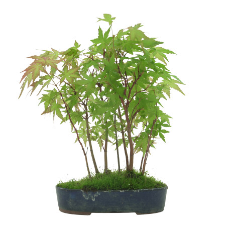 ACER PALMATUM IB41