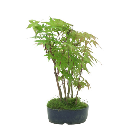 ACER PALMATUM IB41