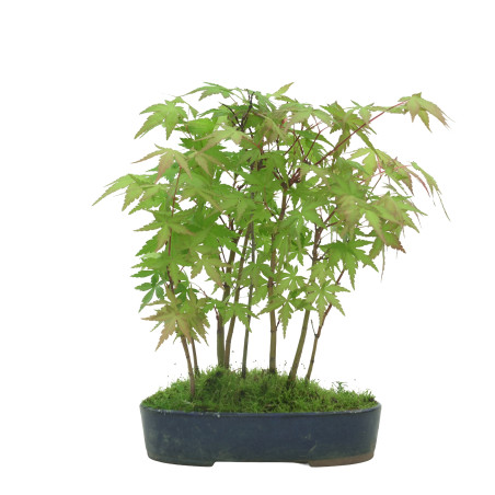 ACER PALMATUM IB41