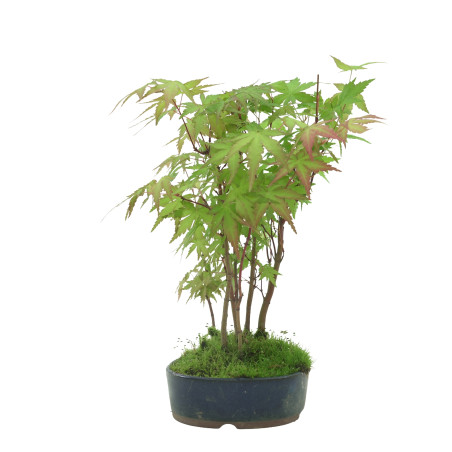 ACER PALMATUM IB41