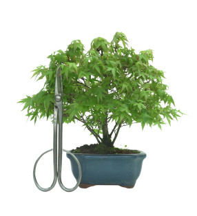 ACER PALMATUM IB57