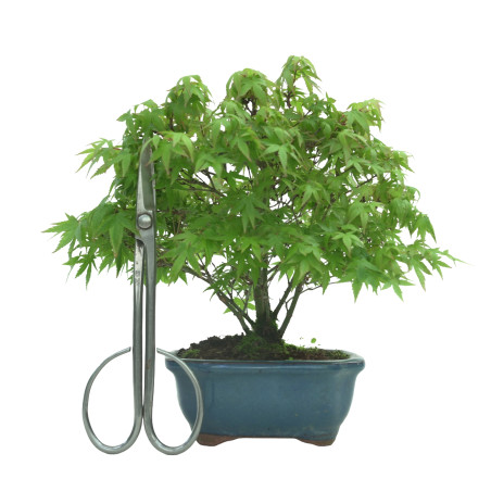 ACER PALMATUM IB57