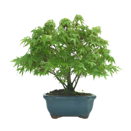 ACER PALMATUM IB57