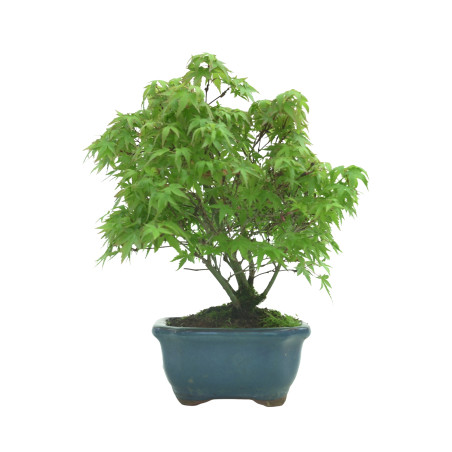 ACER PALMATUM IB57