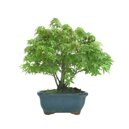 ACER PALMATUM IB57