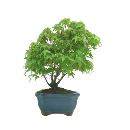 ACER PALMATUM IB57