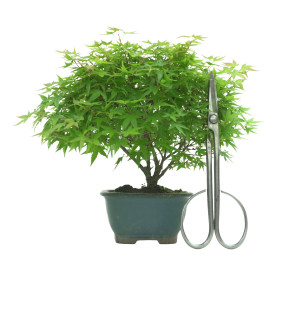 ACER PALMATUM IB54