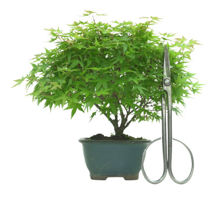 ACER PALMATUM IB54