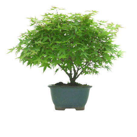 ACER PALMATUM IB54