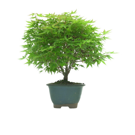 ACER PALMATUM IB54