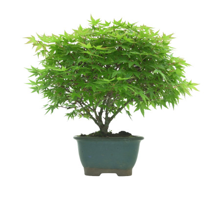 ACER PALMATUM IB54