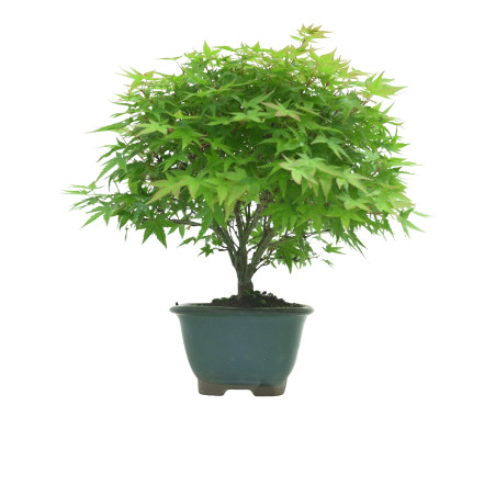 ACER PALMATUM IB54
