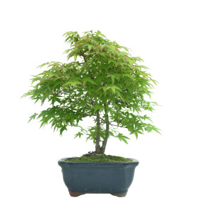 ACER PALMATUM IB55