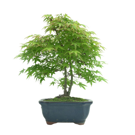 ACER PALMATUM IB55