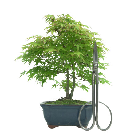 ACER PALMATUM IB55