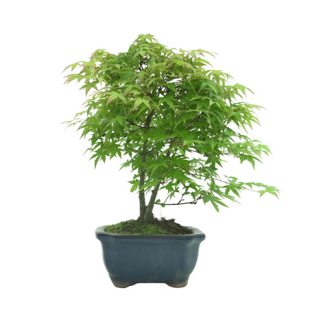 ACER PALMATUM IB55