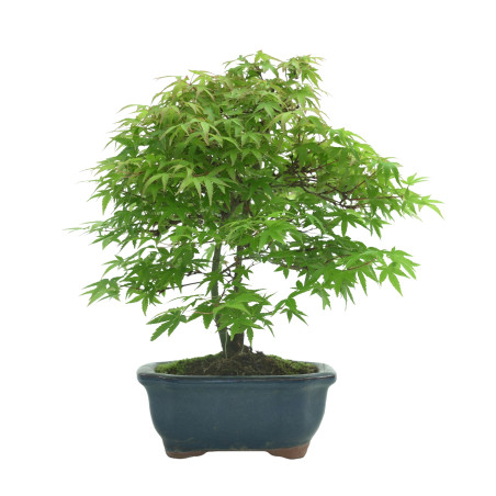 ACER PALMATUM IB55