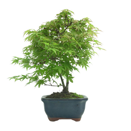 ACER PALMATUM IB55