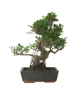 FICUS RETUSA 16595