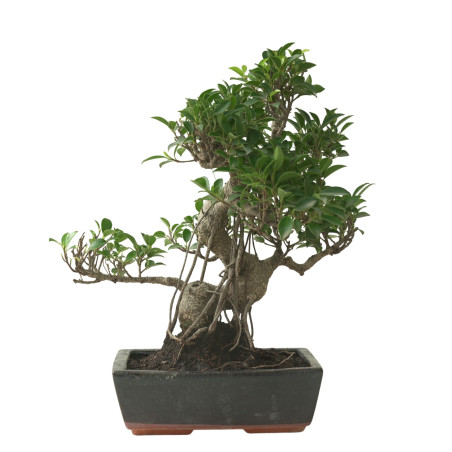 FICUS RETUSA 16595
