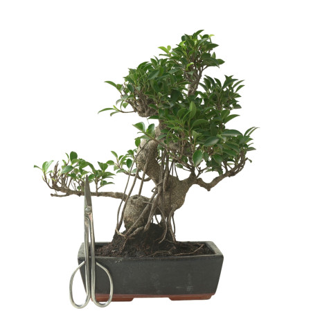 FICUS RETUSA 16595