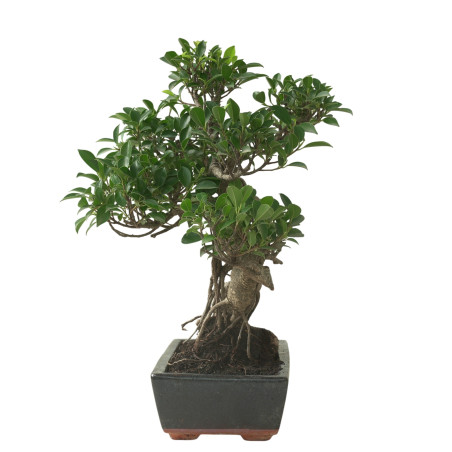 FICUS RETUSA 16595