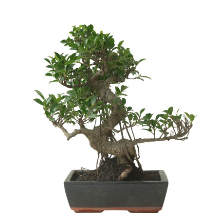 FICUS RETUSA 16595