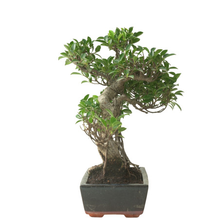 FICUS RETUSA 16595