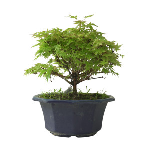 ACER PALMATUM IB212