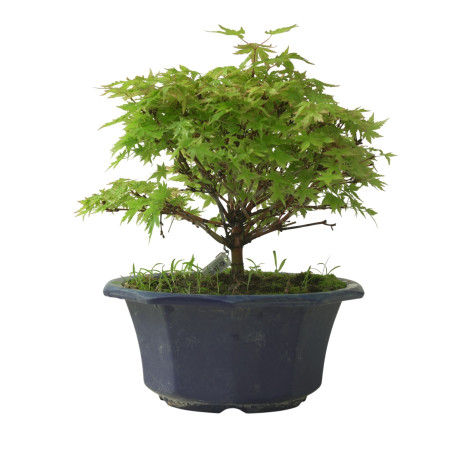 ACER PALMATUM IB212