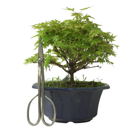 ACER PALMATUM IB212