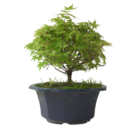 ACER PALMATUM IB212