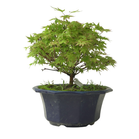 ACER PALMATUM IB212